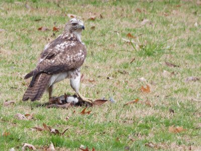 20210320 - Cary - Red-tailed Hawk