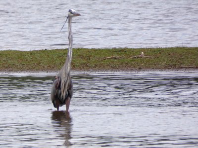 20210513 - Bass Lake - Great Blue Heron