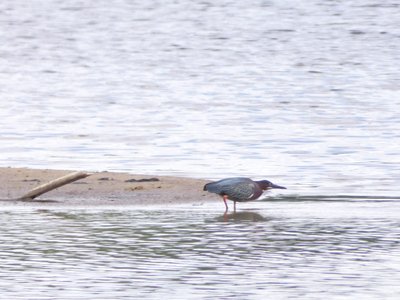 20210513 - Bass Lake - Green Heron