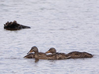 20210513 - Bass Lake - Mallards