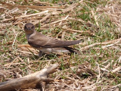 20210513 - Bass Lake - Rough-winged Swallow