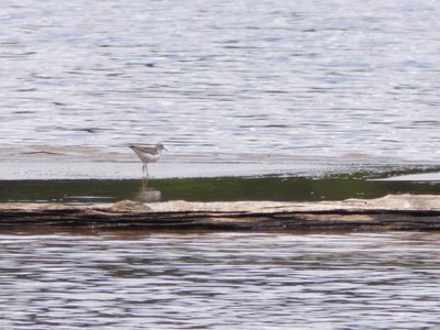 20210513 - Bass Lake - Spotted Sandpiper