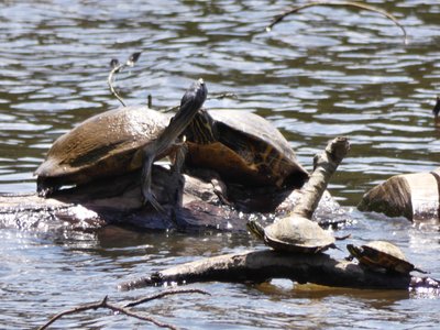 20210513 - Bass Lake - Yellow-bellied Sliders 1