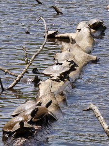 20210513 - Bass Lake - Yellow-bellied Sliders 2