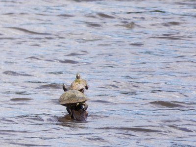 20210513 - Bass Lake - Yellow-bellied Sliders 3