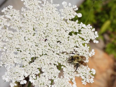 20210531 - Blue Jay Point - Bumble Bee