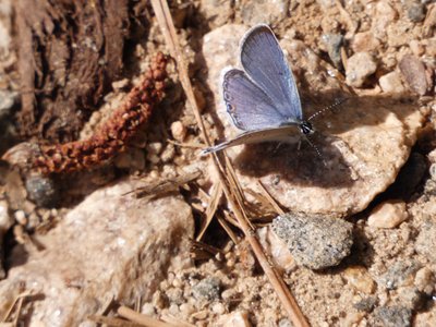 20210531 - Blue Jay Point - Eastern Tailed Blue