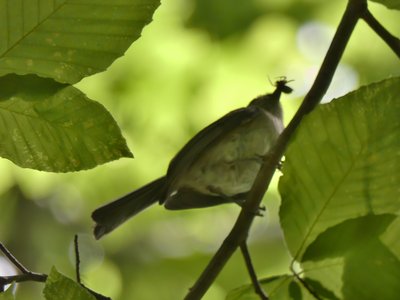 20210531 - Blue Jay Point - Mystery Bird