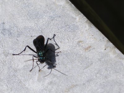 20210531 - Blue Jay Point - Spider Wasp