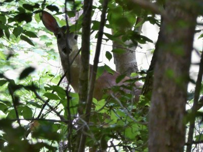 20210531 - Blue Jay Point - Whitetail Deer 1